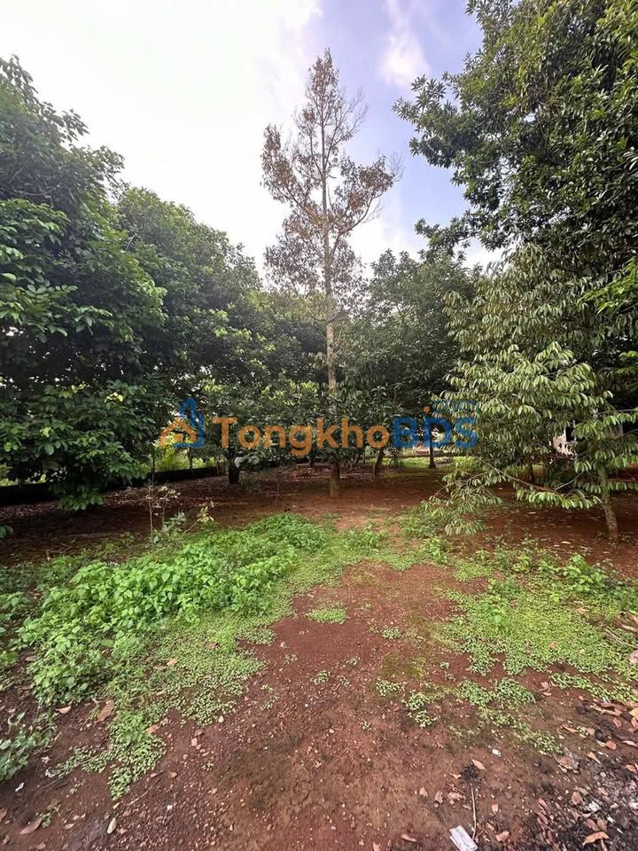 Đất Lạc Sơn Quang Trung 855m² 300tr/m - Sổ đỏ chính chủ