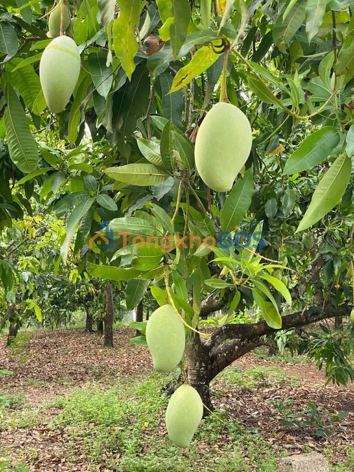 Đất nền La Ngà Định Quán 160-800m² từ 499tr - Sổ hồng sẵn