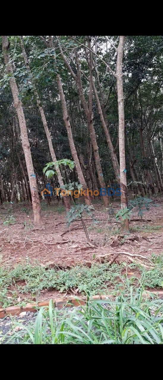 Đất vườn Đức Liễu 360m² 260 triệu - Nghỉ dưỡng lý tưởng