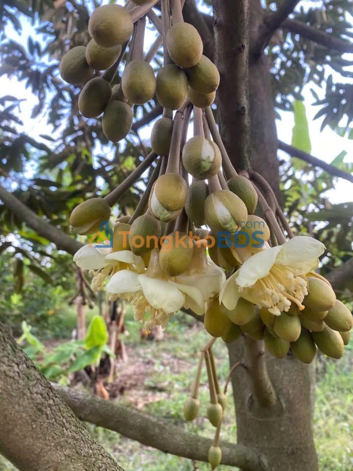 Đất vườn Xã Lộ 25 1.620m² giá 2.7 tỷ - Sổ đỏ chính chủ, đất bằng đẹp