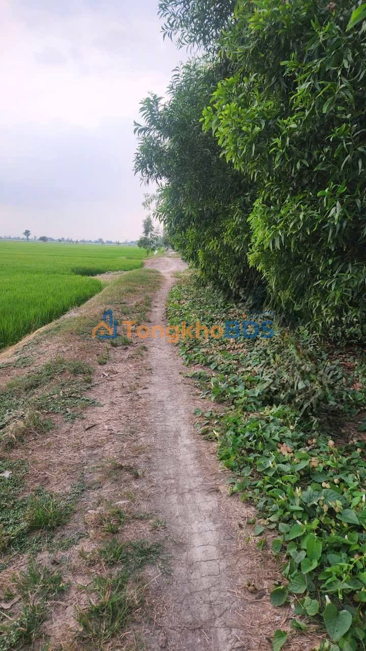 Đất ruộng Long Xuyên 32000m² giá 4 tỷ - Đường to ô tô