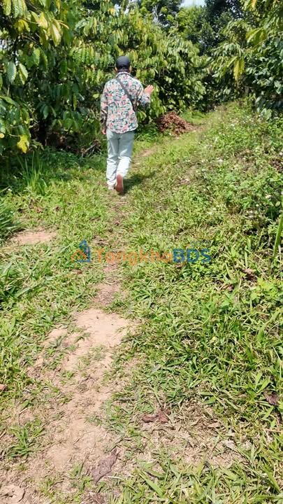 Bán Đất Vườn Cafe Đam Rông 13000m² - Giá 1.8 Tỷ