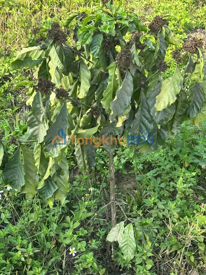 Bán Gấp Đất Vườn Đam Rông, Di Linh 720m² - Bám Sông Lớn, Giá 3.6 Tỷ