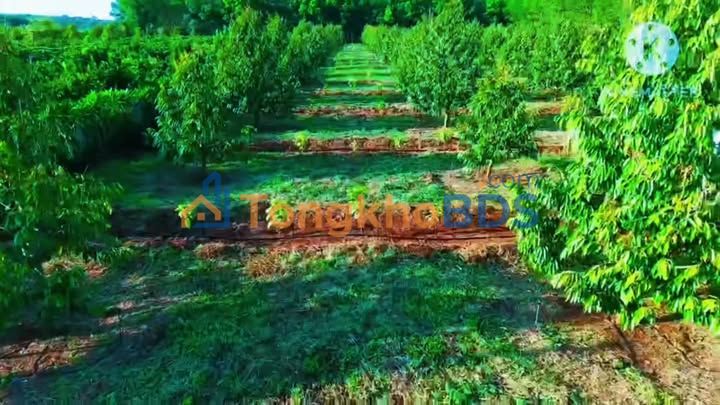 Bán 1ha Sầu Riêng Thái Tại Mang Yang, Gia Lai - Vườn Bằng Phẳng, Sẵn Sàng Thu Trái