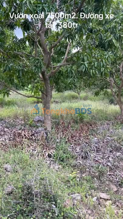 Đất vườn Diên Lâm 7.500m² 380 triệu - An yên tĩnh lặng