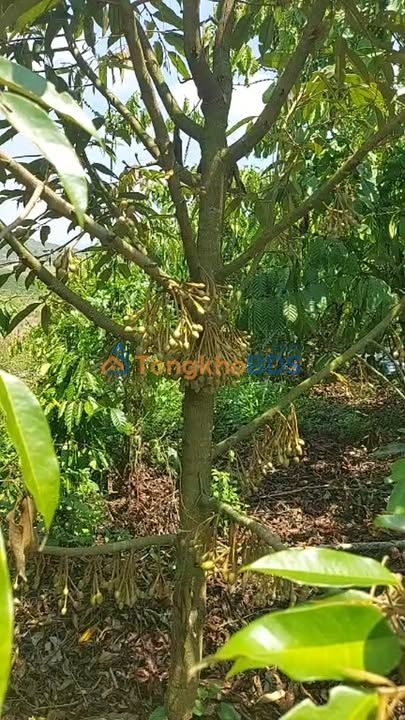 Đất vườn Phúc Thọ Lâm Hà 2.45ha 5.3 tỷ - Sinh thái xanh