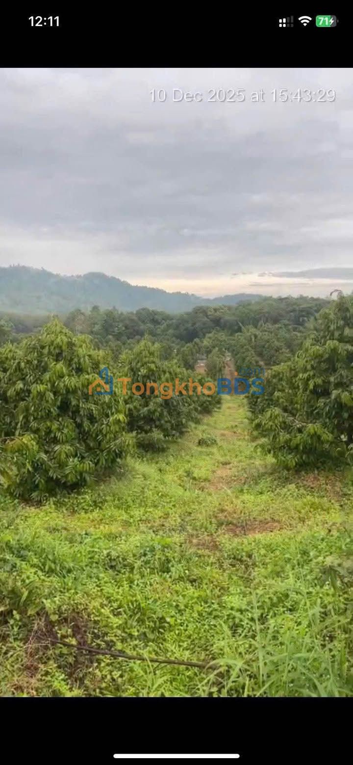 Đất vườn Phú An Tân Phú 8.700m² 1.7 tỷ - Sinh thái xanh