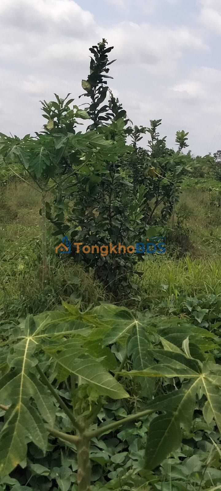 Đất nền Vĩnh Xuân Trà Ôn 1.440m² - Sổ đỏ chính chủ