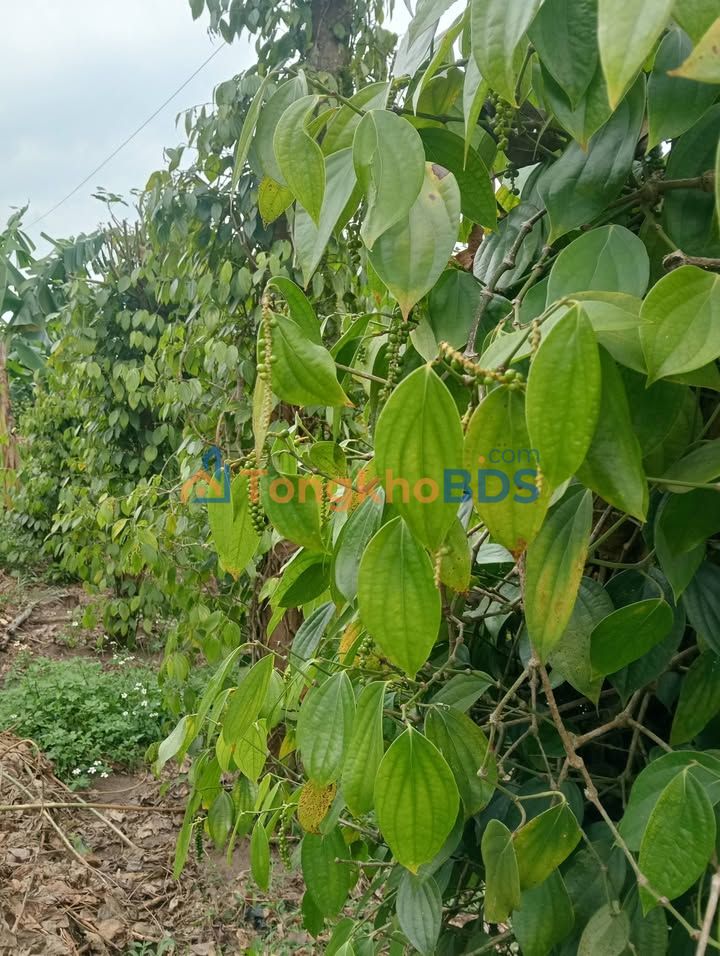 Đất nền Nam Hà Lâm Hà 1.800m² 3 tỷ - Sổ đỏ chính chủ