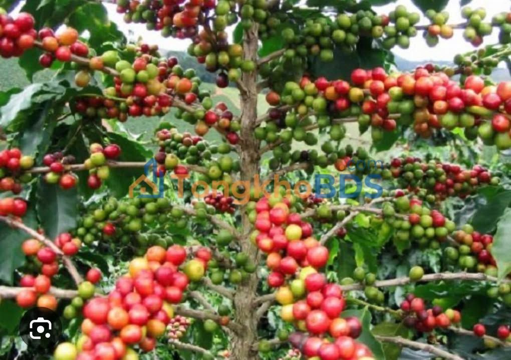 Bán Rẫy Cà Phê Đắk Cấm, Kon Tum 1.7ha - Có Ao Tưới, Chòi Ở