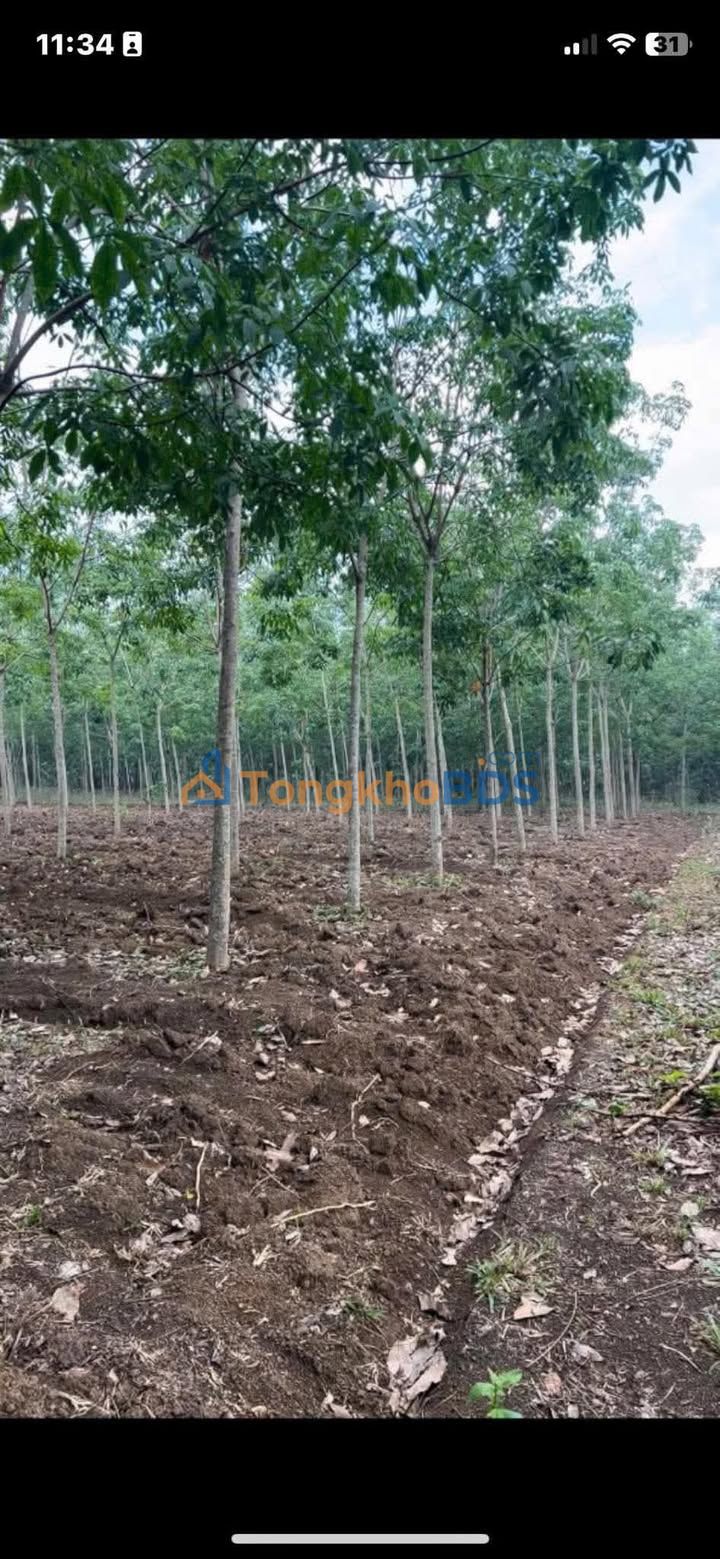 Đất nền Tân Tiến Bù Đốp 3240m² 1 tỷ - Đầu tư dài hạn