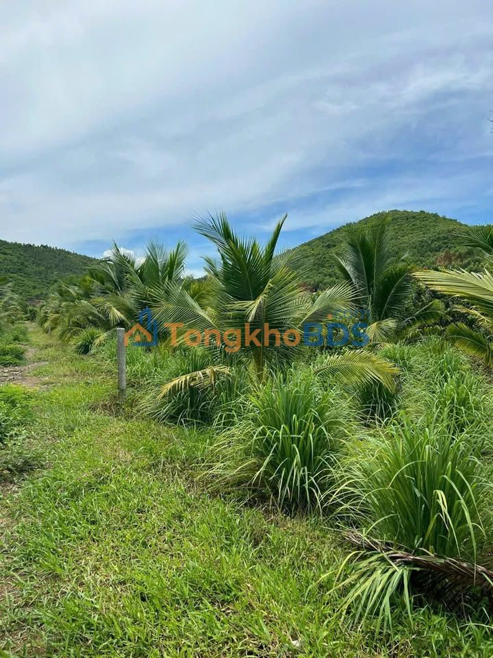 Đất nền Ninh Xuân 2036m² 800 triệu - Đầu tư dài hạn