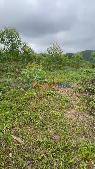 Đất vườn Quỳnh Châu Nghệ An 28ha - An yên tĩnh lặng