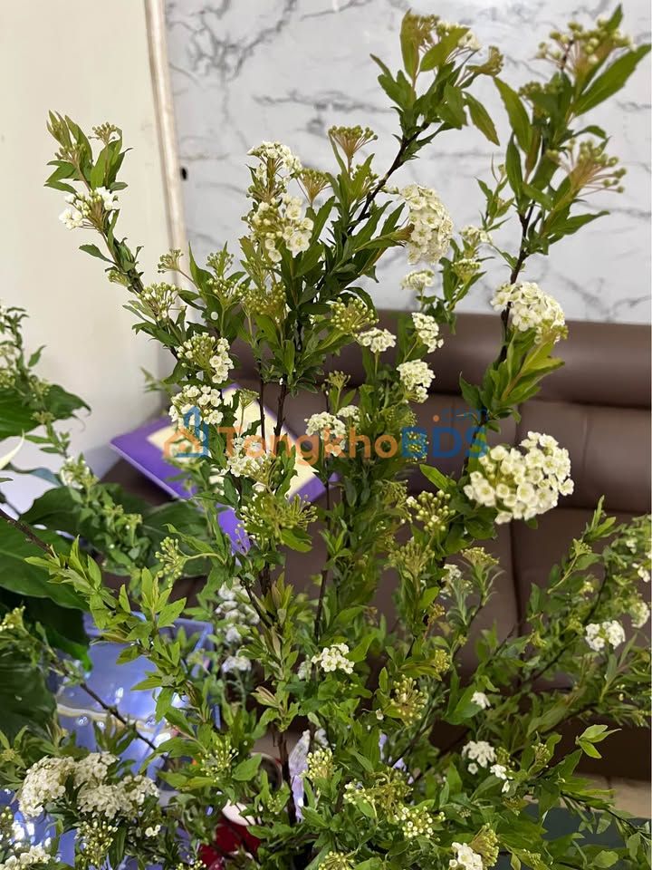 Đất Phú Xá Thái Nguyên 150m² hơn 1 tỷ - Đường to ô tô