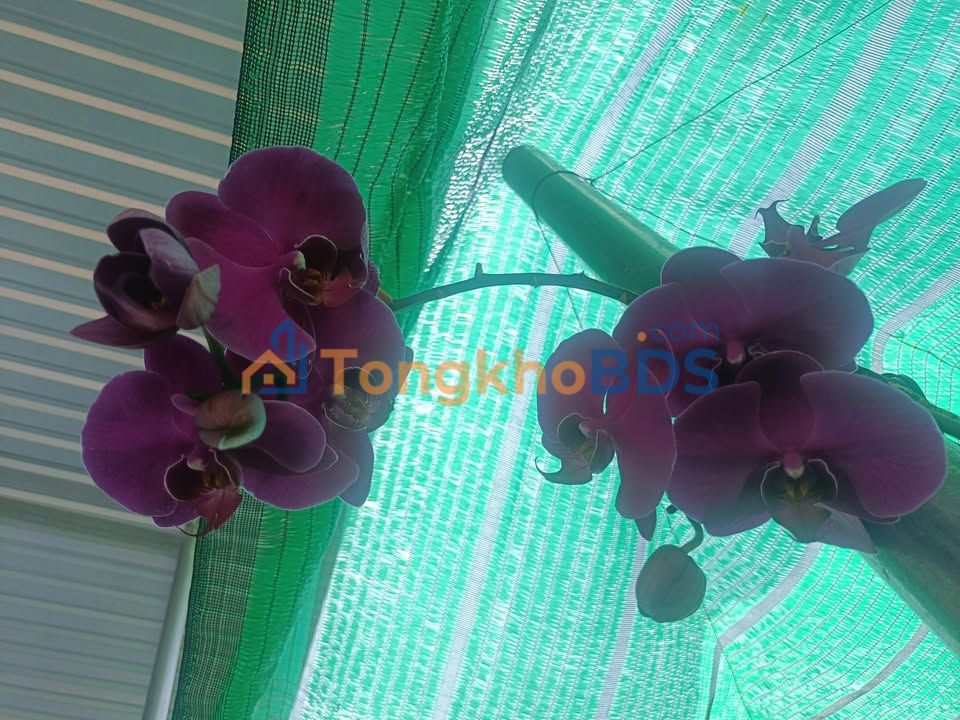 Đất Đức Linh Bình Thuận 565m² thỏa thuận - Sổ đỏ chính chủ