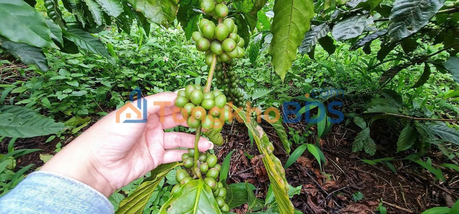 Đất vườn Ea Drông 2.571m² 880 triệu - Nghỉ dưỡng lý tưởng