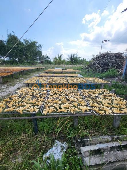 Đất vườn Xã Phước Hòa 20.000m² - Sinh thái xanh yên bình