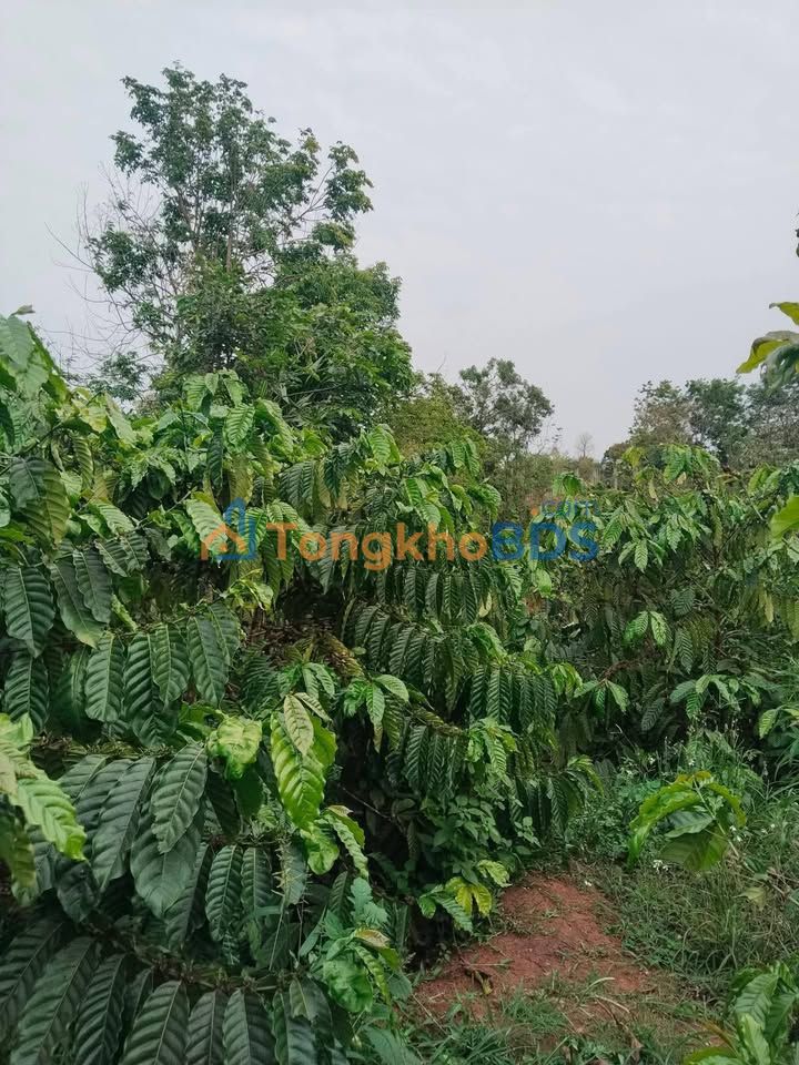 Đất Farm 1.2ha Ia De, Chư Prông - Tưới Tiêu Tự Động, Giá 2.6 Tỷ