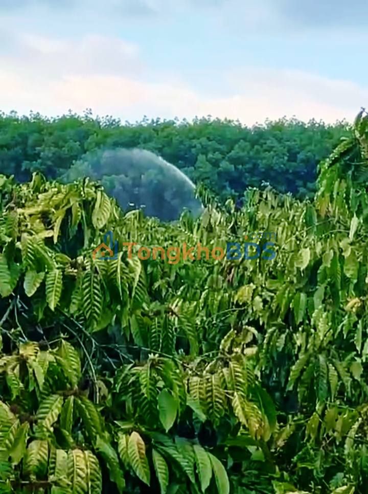 Đất rẫy Kon Gang Gia Lai 1908m² 1,35 tỷ - Sổ đỏ chính chủ