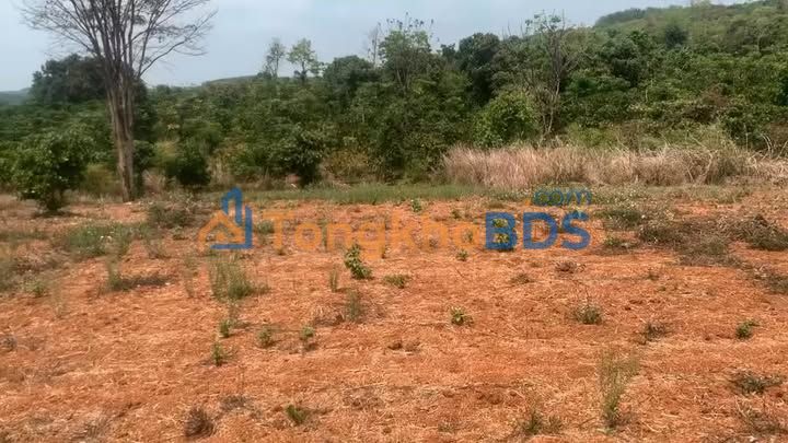 Đất nền Ia Lang Gia Lai 1ha 730 triệu - Sổ đỏ chính chủ