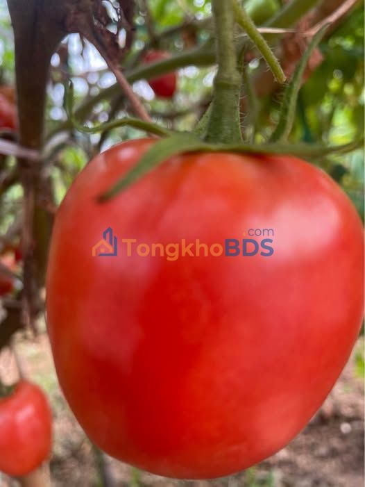 Đất nền Liễn Sơn 196m² 7xx triệu - Sổ đỏ chính chủ