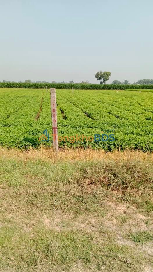 Đất nền Bến Cầu 175m² 355 triệu - Sổ đỏ chính chủ