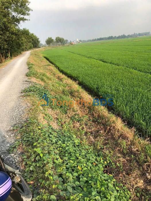 Đất nông nghiệp Hóc Môn 8.192m² 24,576 tỷ - Tiềm năng tăng giá