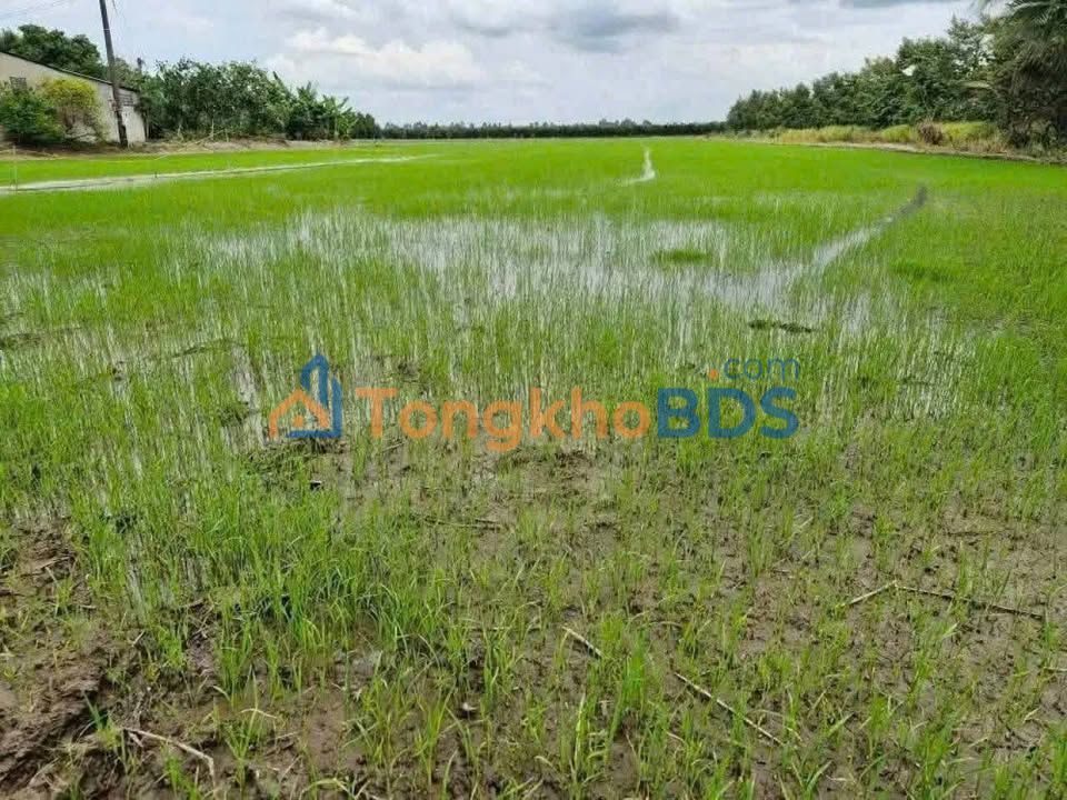 Đất ruộng Mỹ Long 6.650m² 2.394 tỷ - Sổ đỏ chính chủ