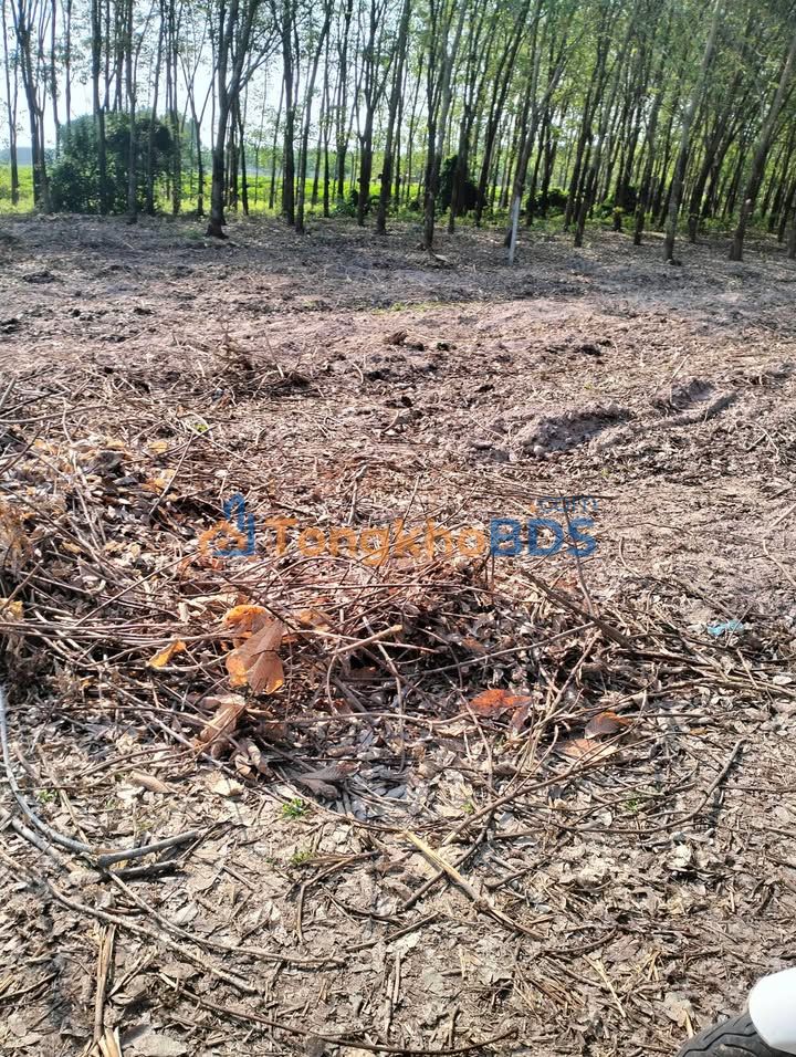 Đất Ninh Thạnh Tây Ninh 2 công 700tr - Sổ hồng chính chủ