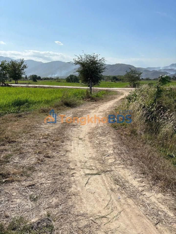 Đất lúa Hàm Phú 2200m² 150 triệu - Sổ đỏ chính chủ