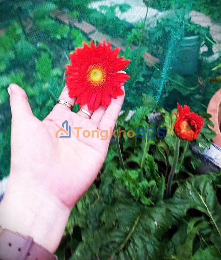 Đất mặt tiền đường số 4 Trường Thạnh 112m² 7.9 tỷ - Tiềm năng tăng giá