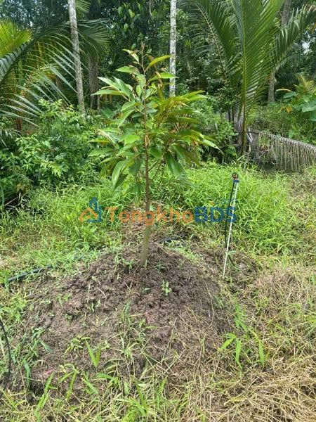 Đất vườn Hiệp Đức Cai Lậy 1500m² 900 triệu - Sổ đỏ chính chủ