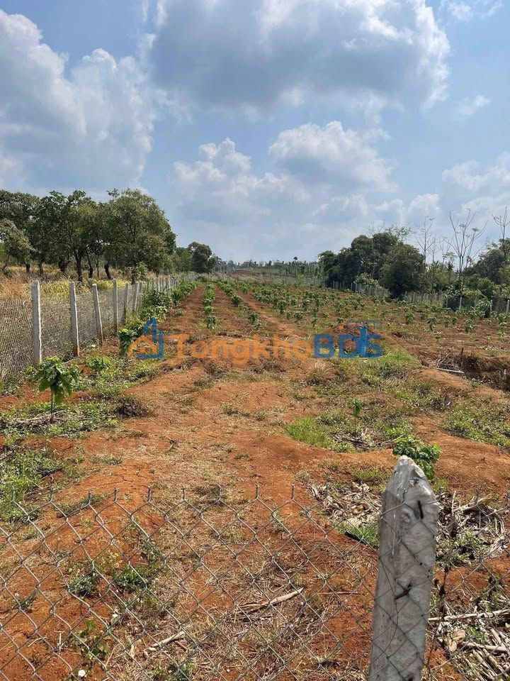 Bán Đất Vườn 10800m² Đắk Lắk - Chính Chủ, Giá 1.65 Tỷ