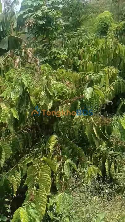 Đất triền đồi Ea Nuôl 20.000m² - Giá tốt hiếm có