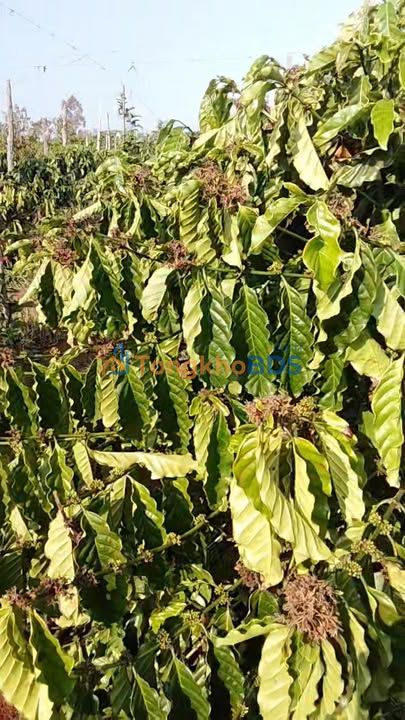 Đất nền Chư Sê Gia Lai 1,07ha - Sổ đỏ chính chủ