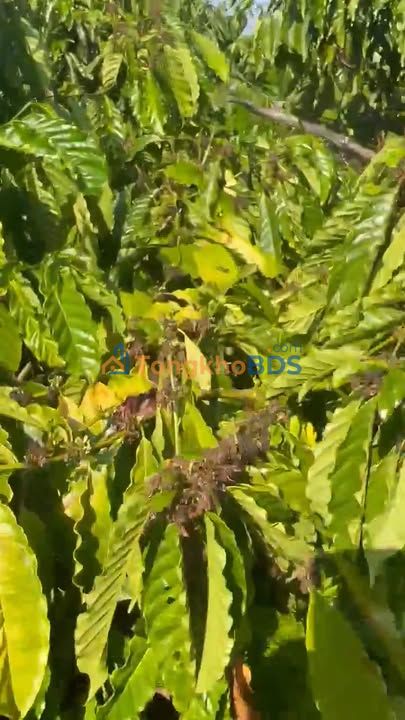 Đất nền Xã Bờ Ngoong 1.9ha giá 3.6 tỷ - Tiềm năng tăng giá