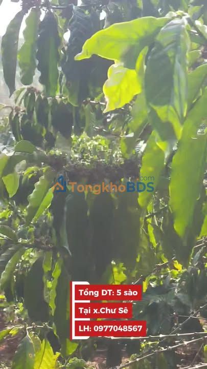 Farm Chư Sê 1800m² 1.35 tỷ - Sổ đỏ chính chủ