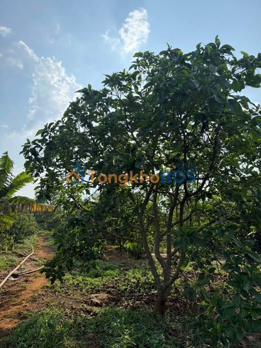 Farm Xuân Trường Đà Lạt 12.000m² 2,2 tỷ - Sổ đỏ chính chủ