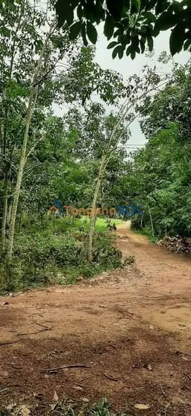 Đất nền Long Hòa Dầu Tiếng 1ha 3 tỷ - Sổ đỏ chính chủ