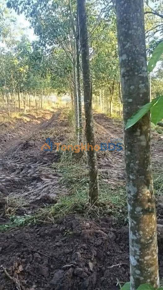 Đất cao su An Phú Hớn Quản 1ha 1,4 tỷ - Sổ đỏ chính chủ