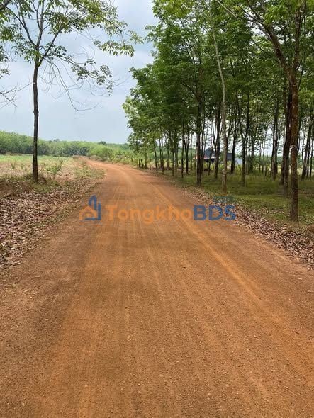 Bán Gấp 1.7ha Cao Su Bến Cát - Mặt Tiền Đường Lớn 180m - Giá 2.3 Tỷ