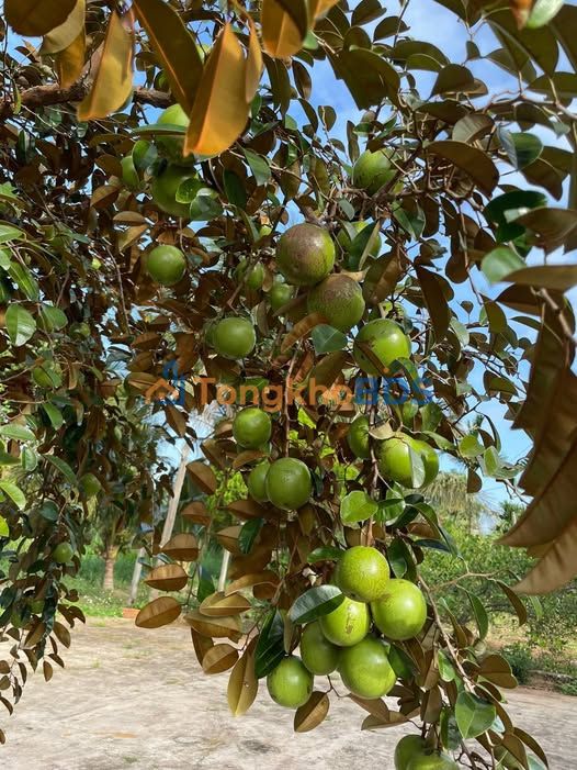 Đất nền Kiệt Phó Đức Chính Sơn Trà 154m² 7 tỷ - Sổ đỏ chính chủ