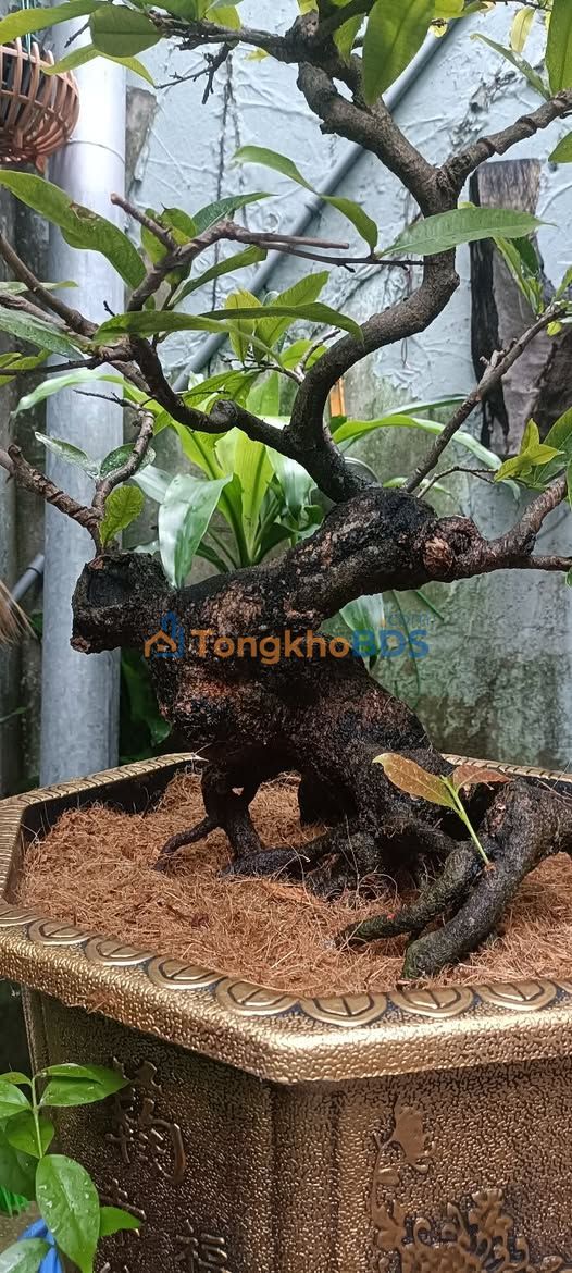 Nhà C4 Kiệt Phan Bội An Hải Bắc 221m² - Chính chủ