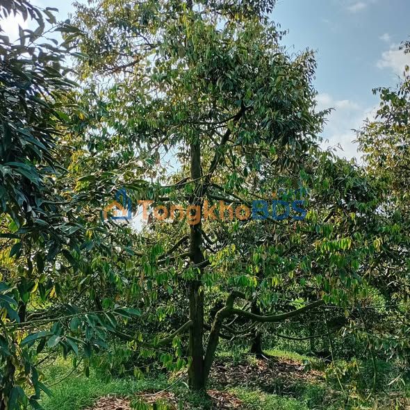 Đất vườn Sa Đéc 5.000m² 4 tỷ - Chính chủ sang nhượng gấp