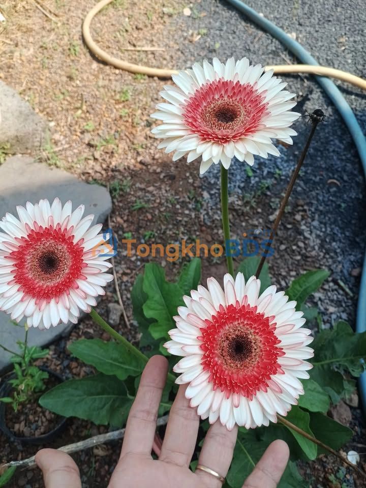 Đất nền Trảng Bom Vĩnh Tân 175m² 2 tỷ - Sổ đỏ chính chủ