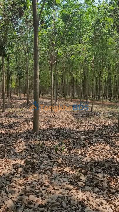 Đất vườn Minh Thắng 17.000m² - Sinh thái xanh nghỉ dưỡng