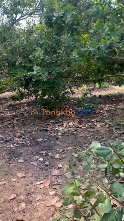 Đất nền Lộc Hiệp 12.000m² giá 2.1 tỷ - Đường to ô tô