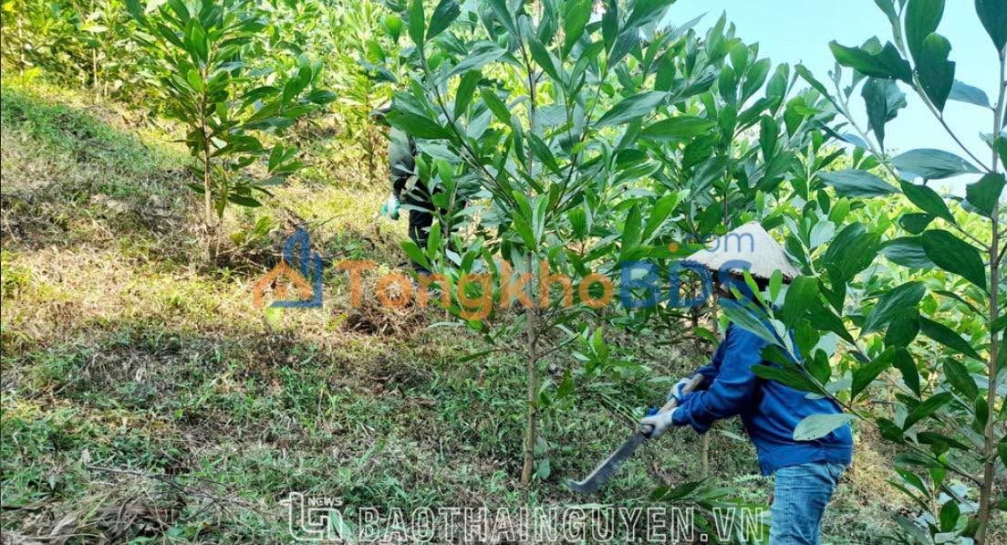 Đất nền Xuân Bình 2ha 550 triệu - Giá tốt hiếm có