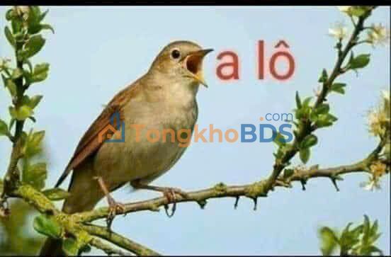 Đất nền Long Khê 396m² 1.75 tỷ - Đường to ô tô