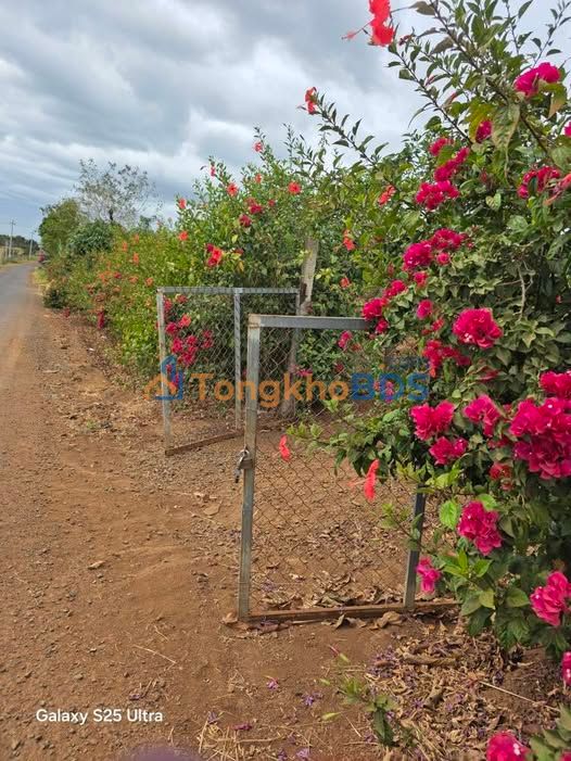 Đất nền 600m² Cư Pơng 499 triệu - Sổ đỏ chính chủ, xây tự do